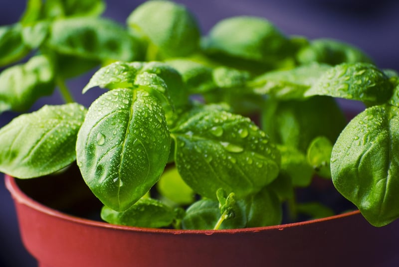 Cucumber Basil Smash